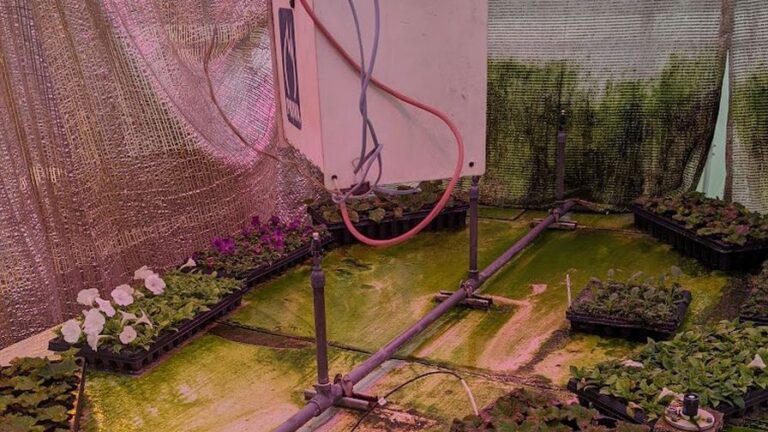Algae and moss growth covering benches and shade cloths in propagation greenhouse
