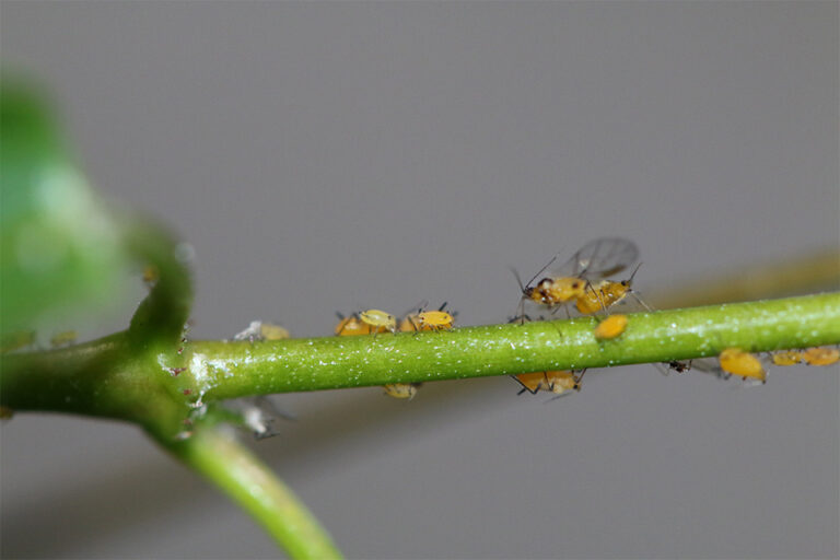 w Oleander aphid on mandevilla