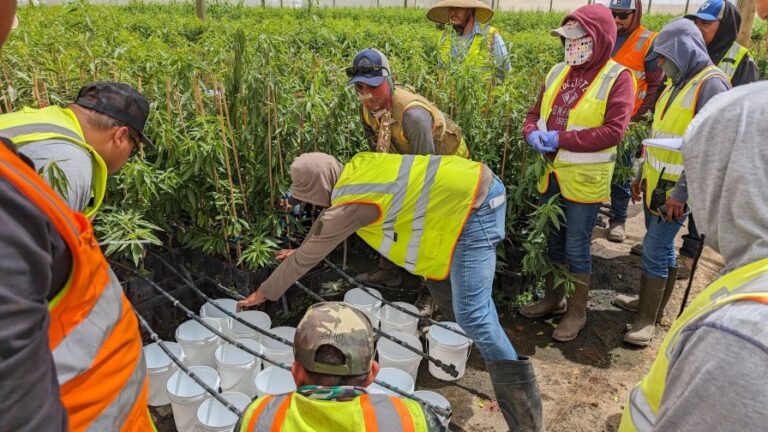 Burchell Nursery irrigators work together during an activity using drip lines from Bruno Pitton