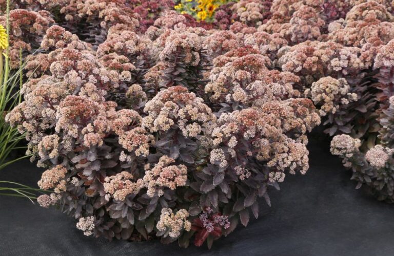 Sedum Mocha Magic Terra Nova Nurseries