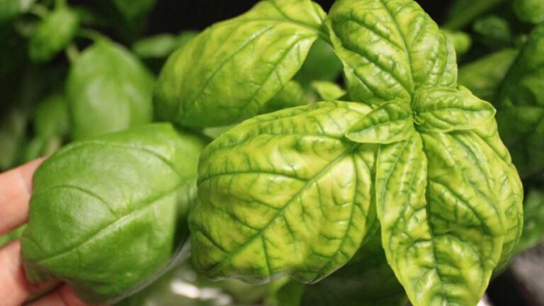 basil leaves exhibiting iron nutrient deficiency with yellowing of veins