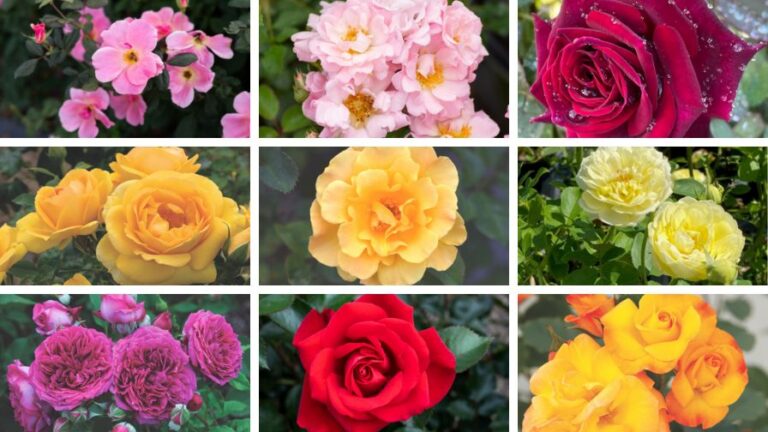 2025 American Garden Rose Selections AGRS winners