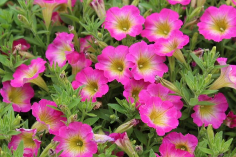 Supertunia Daybreak Charm – Proven Winners Dallas Arboretum