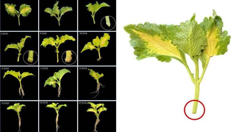 eGro Alert on Coleus Cuttings Sugar Translocator experiment Days After Sticking graph