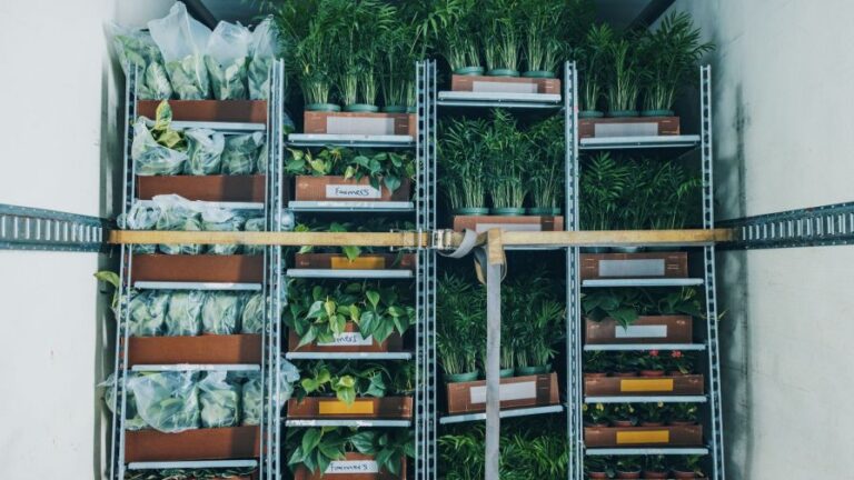 These plants are all tucked in on a reefer trailer so they stay warm until they arrive at their destination Container Centralen